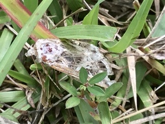Spodoptera latifascia