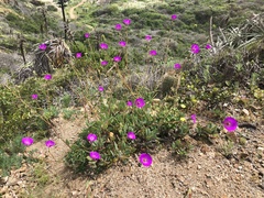 Cistanthe grandiflora
