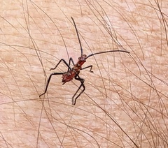Leptoglossus phyllopus