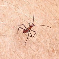 Leptoglossus phyllopus