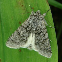 Acronicta euphorbiae