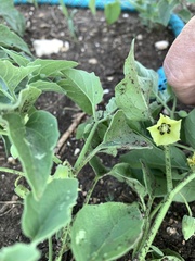 Physalis cinerascens