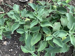 Physalis cinerascens