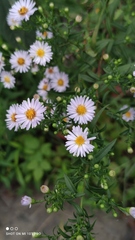 Symphyotrichum lanceolatum