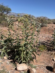 Asclepias erosa