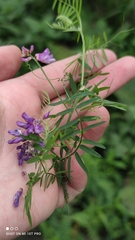 Vicia cracca