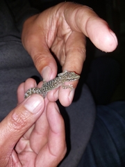 Afrogecko porphyreus