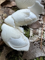 Lycoperdon