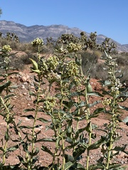Asclepias erosa