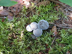 Cantharellula umbonata