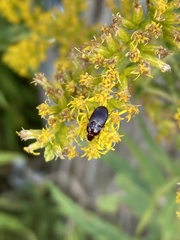 Carabidae