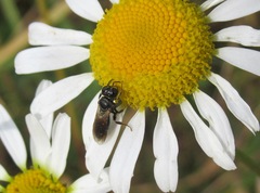 Crossocerus assimilis