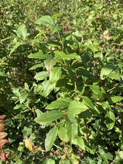 Vaccinium corymbosum
