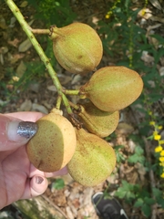 Aesculus parviflora