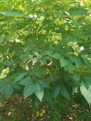 Aesculus parviflora