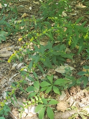 Aesculus parviflora