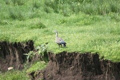 Cyanochen cyanoptera