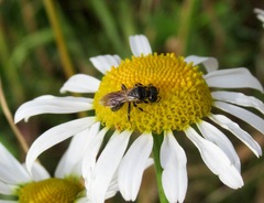 Crossocerus assimilis