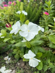 Catharanthus