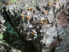 Lasius aphidicola