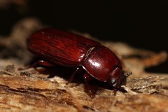 Uloma culinaris