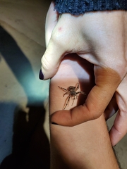 Araneus saevus