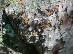 Lasius aphidicola