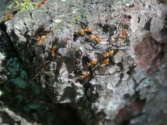 Lasius aphidicola