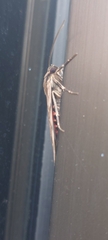 Larentiinae