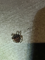 Araneus saevus