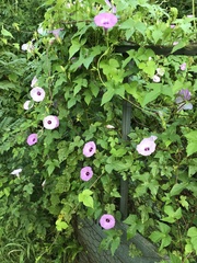 Ipomoea cordatotriloba