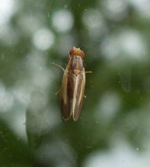 Peplomyza