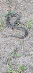 Thamnophis sirtalis pallidulus