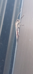 Larentiinae