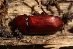 Uloma culinaris