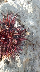 Echinolittorina punctata