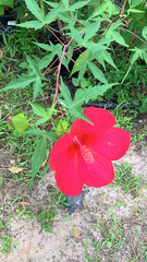 Hibiscus coccineus