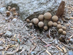 Lycoperdon perlatum