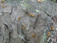 Lasius aphidicola