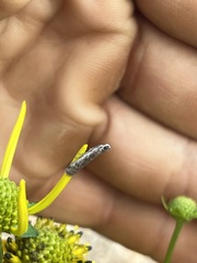 Homoeosoma electella
