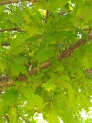 Quercus lyrata