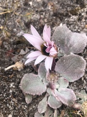 Arctotis verbascifolia