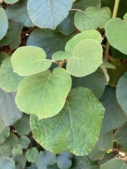 Actinidia