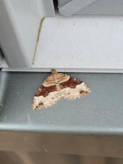 Xanthorhoe defensaria