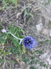 Echinops ritro ruthenicus