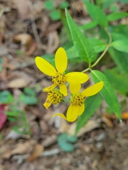 Helianthus microcephalus