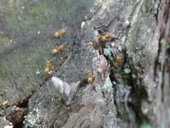 Lasius aphidicola