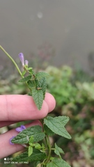 Scutellaria galericulata