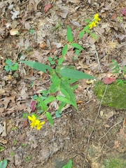 Helianthus microcephalus