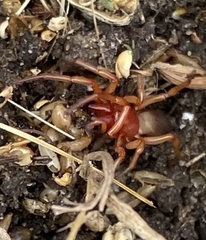 Dysdera